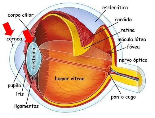 cornea e cristalino do olho