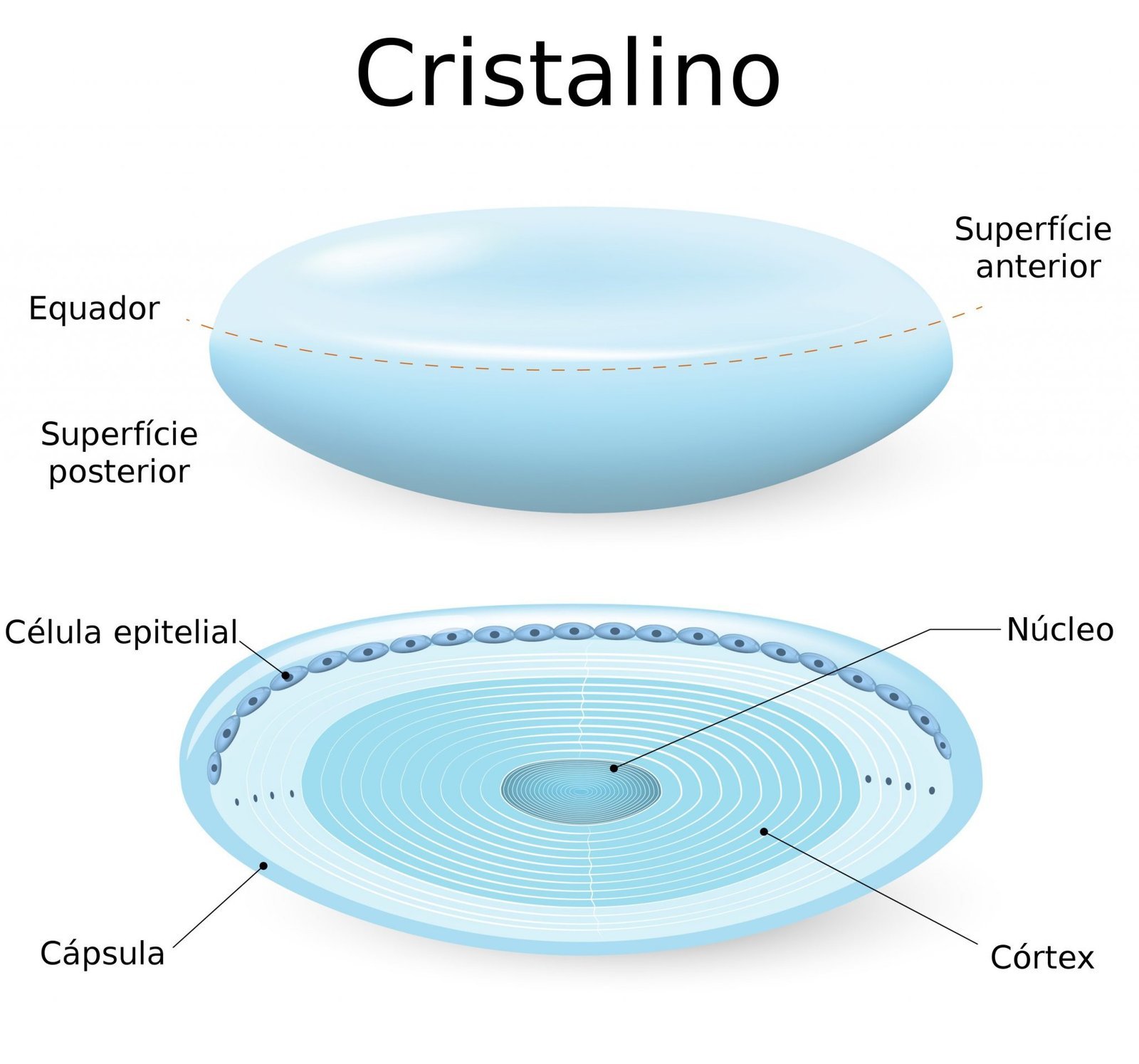 anatomia-do-cristalino-cirurgia-de-catarata-em-curitiba